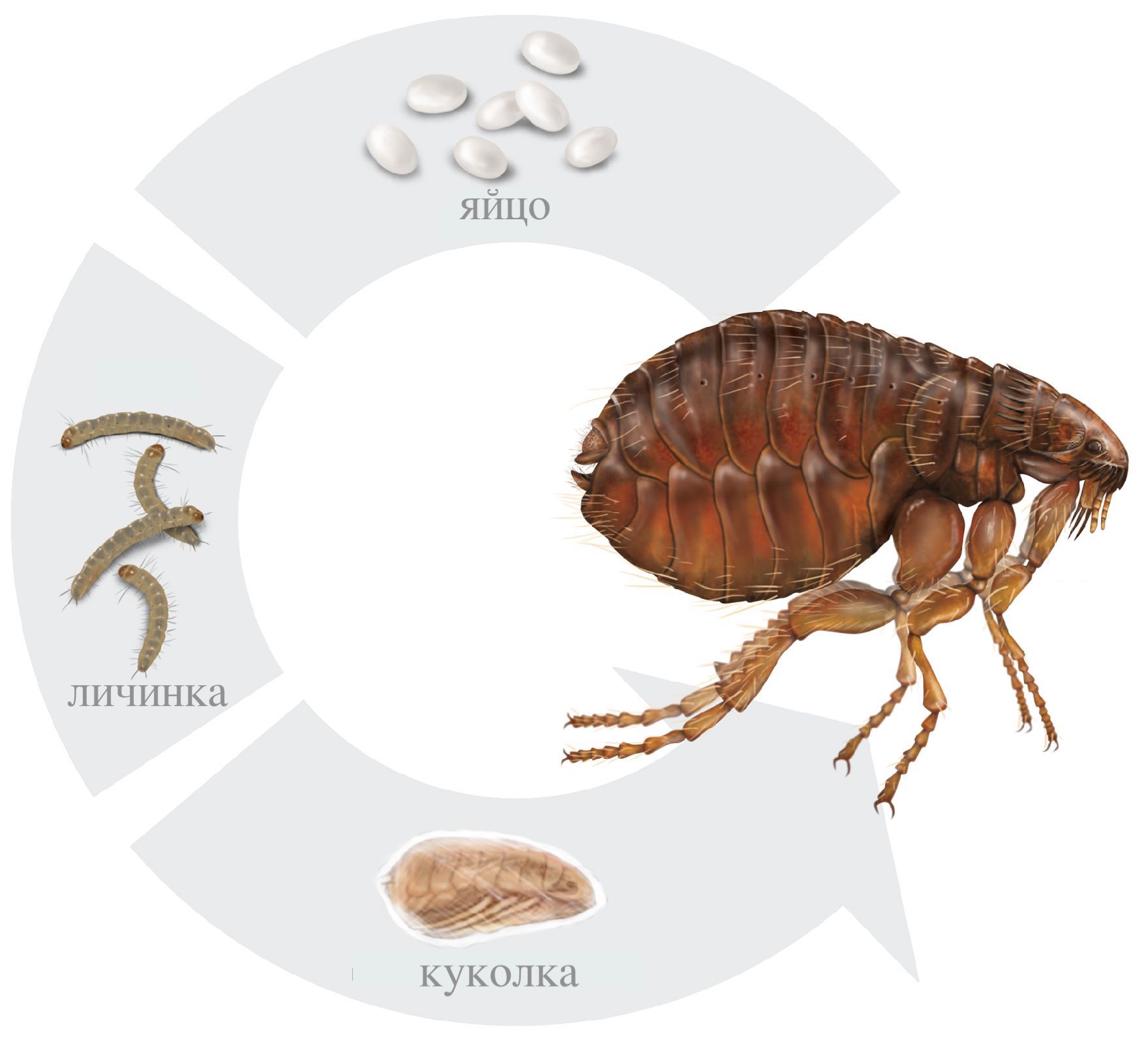 Уничтожение блох в Самаре